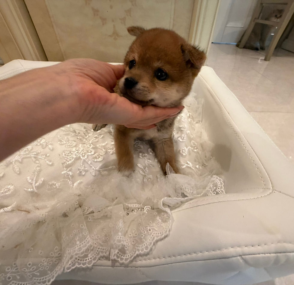 Miniatura: ASAHI Mame Shiba