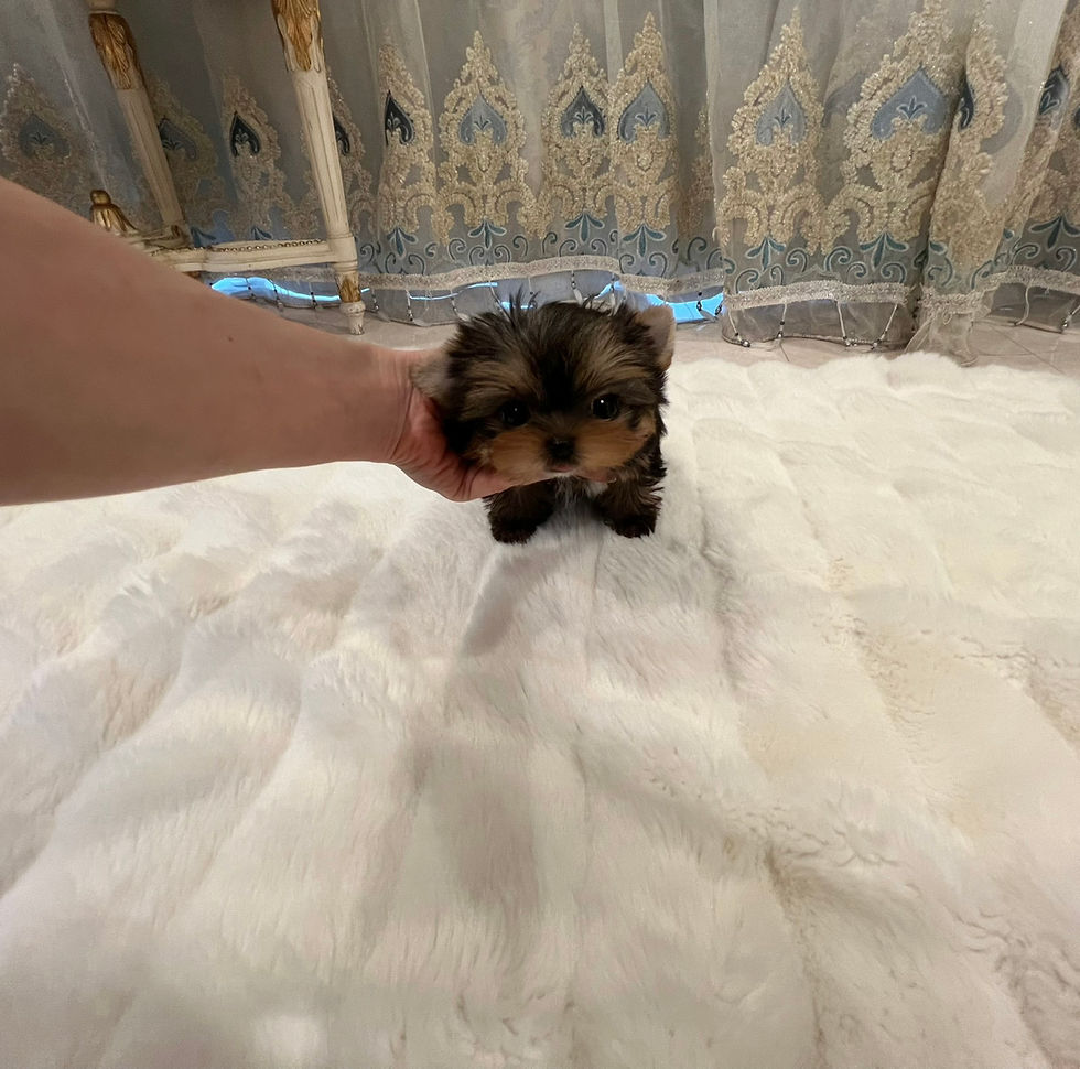 Miniatura: TAIGA Teacup Yorkshire Terrier