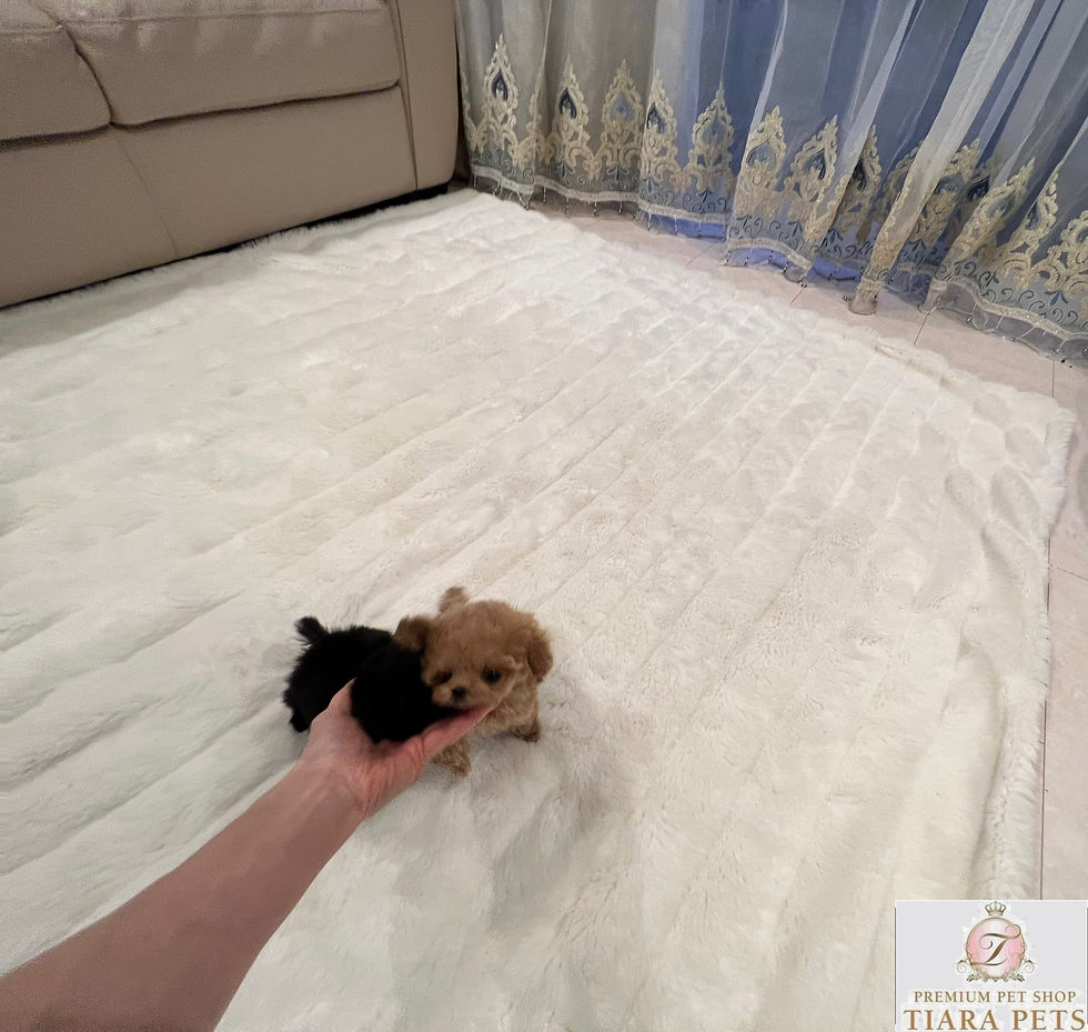 Miniature : PICCOLO Micro Teacup Poodle