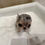 サムネイル： GINGA Micro 〜 Teacup Chihuahua