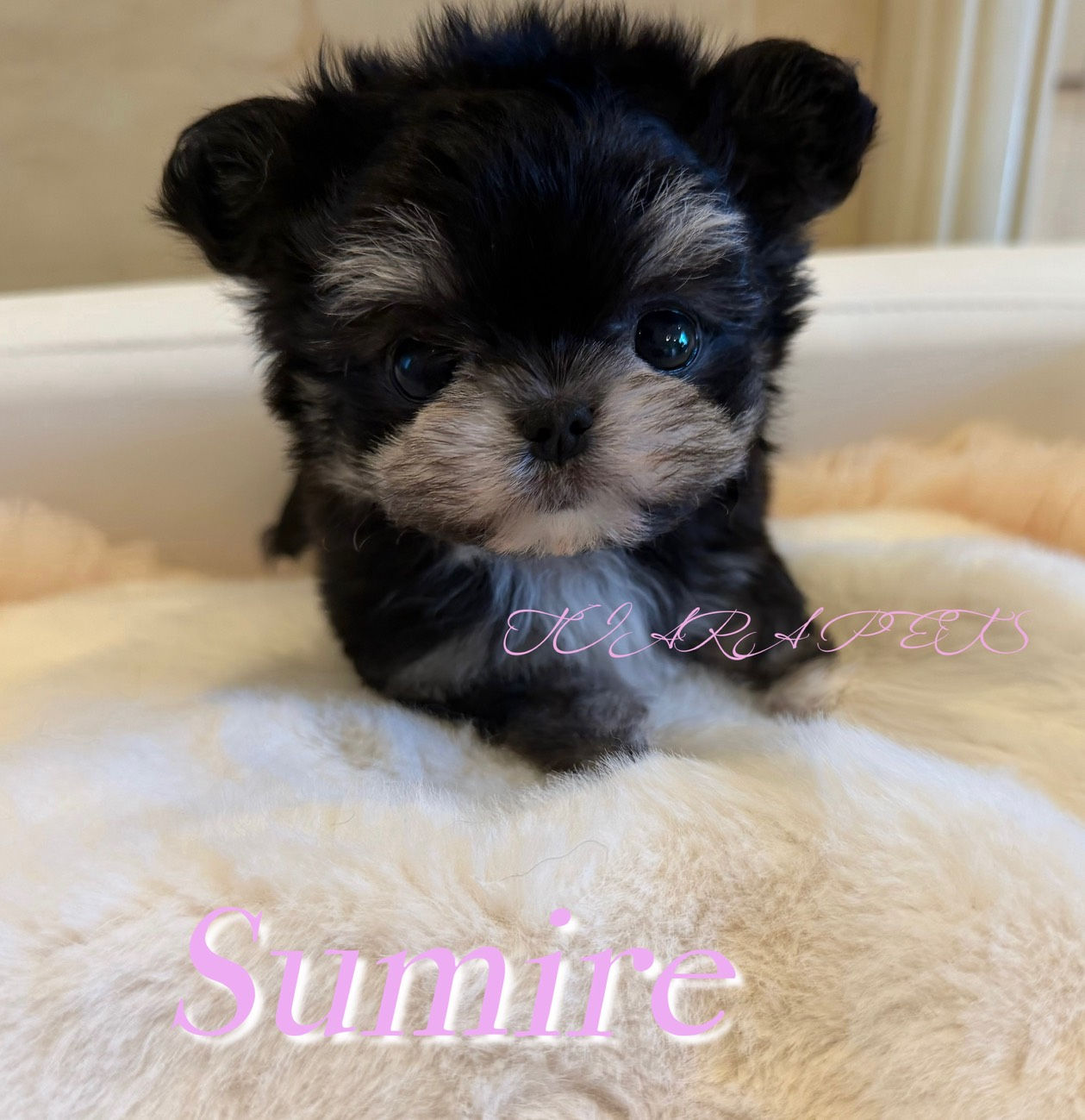 SUMIRE Teacup Malchi(Chihuahua × Maltese Mix)