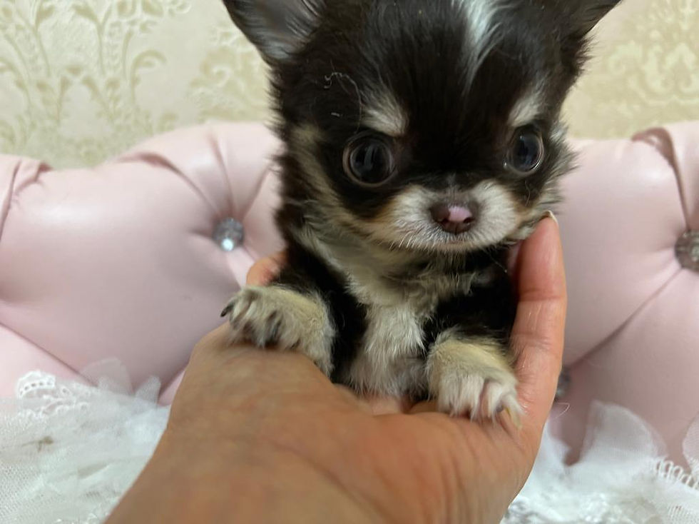 Miniature : TART Micro Teacup Chihuahua 