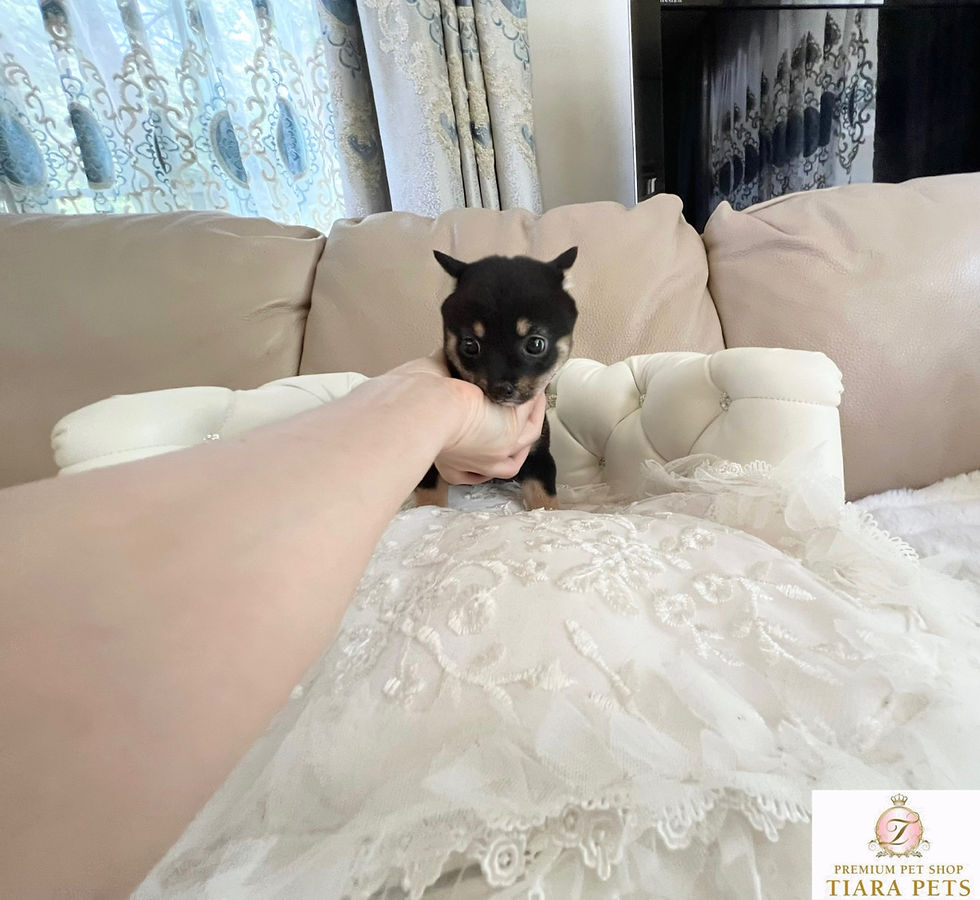 Miniature : HOTARU Mame Shiba