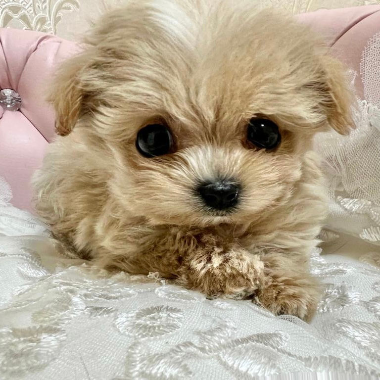 Thumbnail: CHIRUCHIRU Micro Teacup Maltipoo