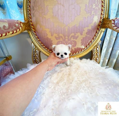 Miniatura: LITTLE BAMBI Teacup Long Coat Chihuahua