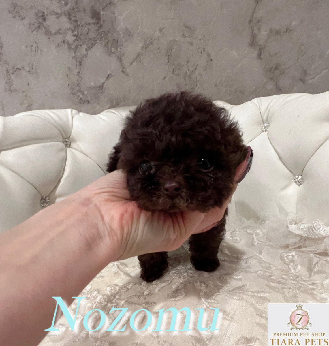 Nozomu Mini Poodle (Brown)
