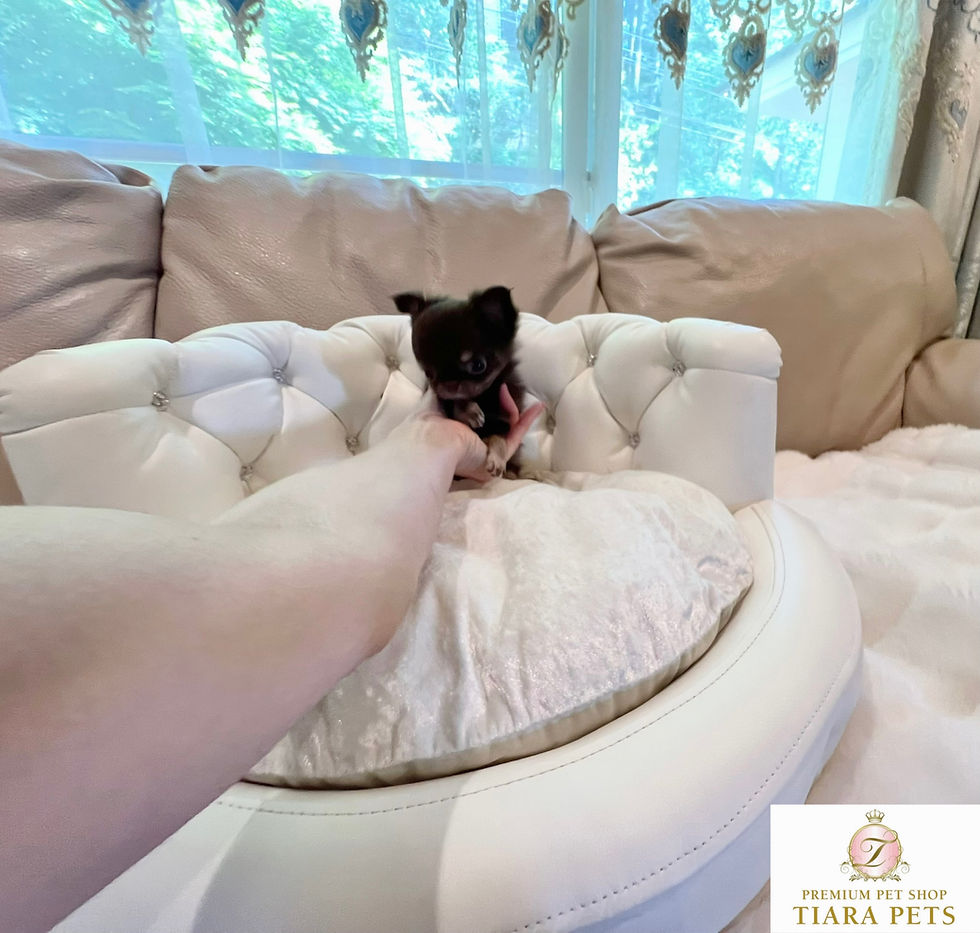 Imej kecil: RIN Teacup Chihuahua