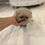 Imej kecil: YUNA Teacup Pomeranian