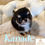 Miniatura: KANADE Micro Teacup Chihuahua