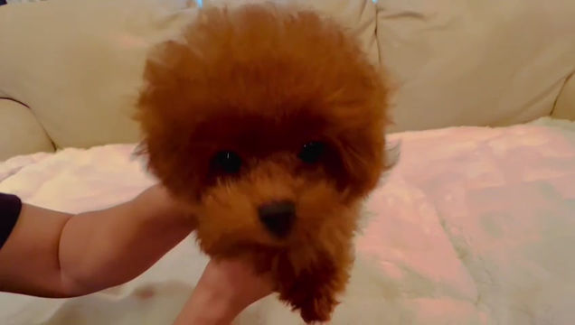 Miniatura: OPERA Teacup Poodle