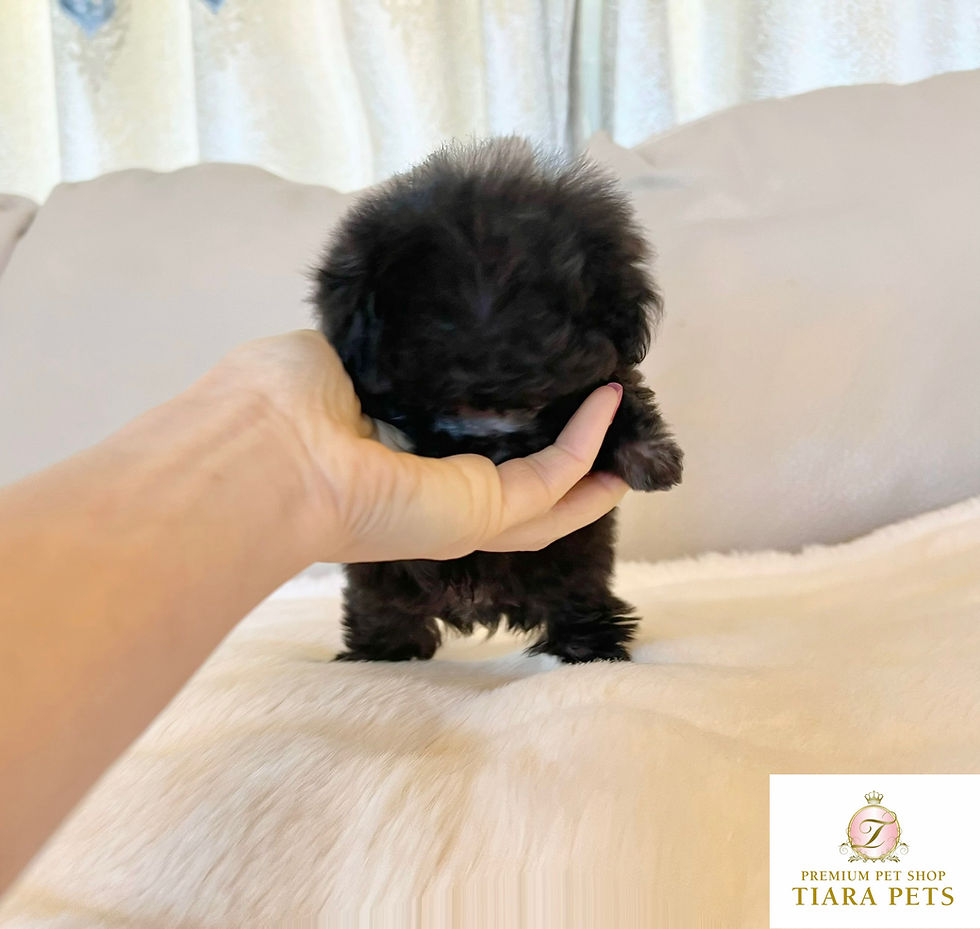 Imej kecil: GINGA Micro Teacup Poodle