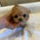 サムネイル： SENA Micro Teacup Chipoo