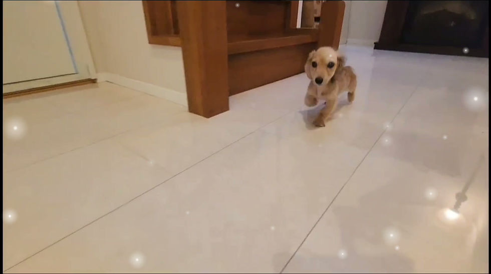 Imej kecil: NAGOMI Miniature Dachshund