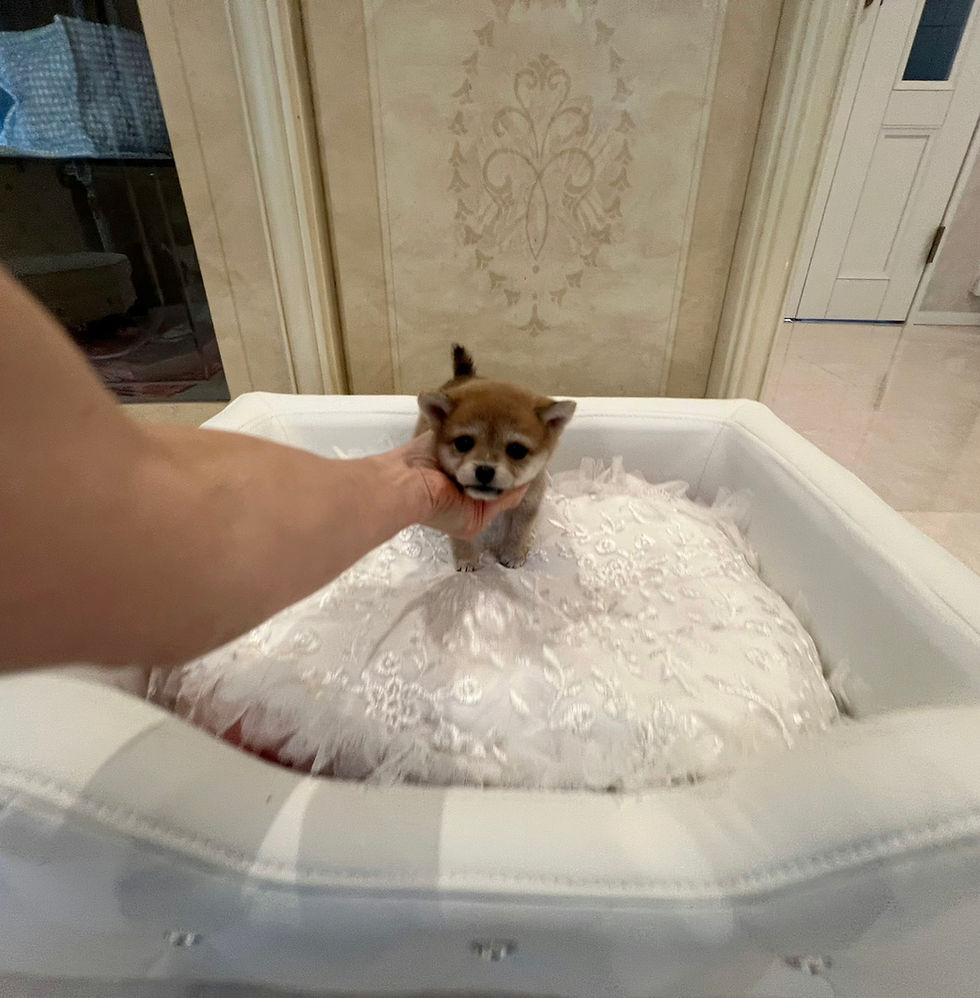 Imej kecil: YAMATO Mame Shiba