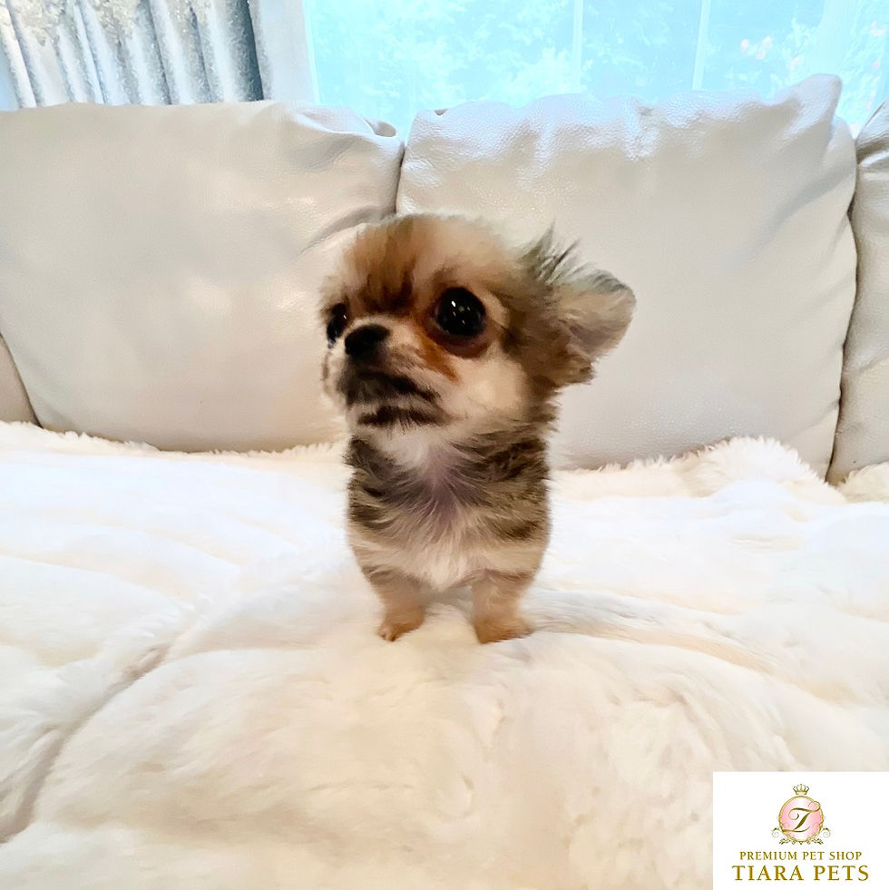 Miniature : SORA Long coat chihuahua