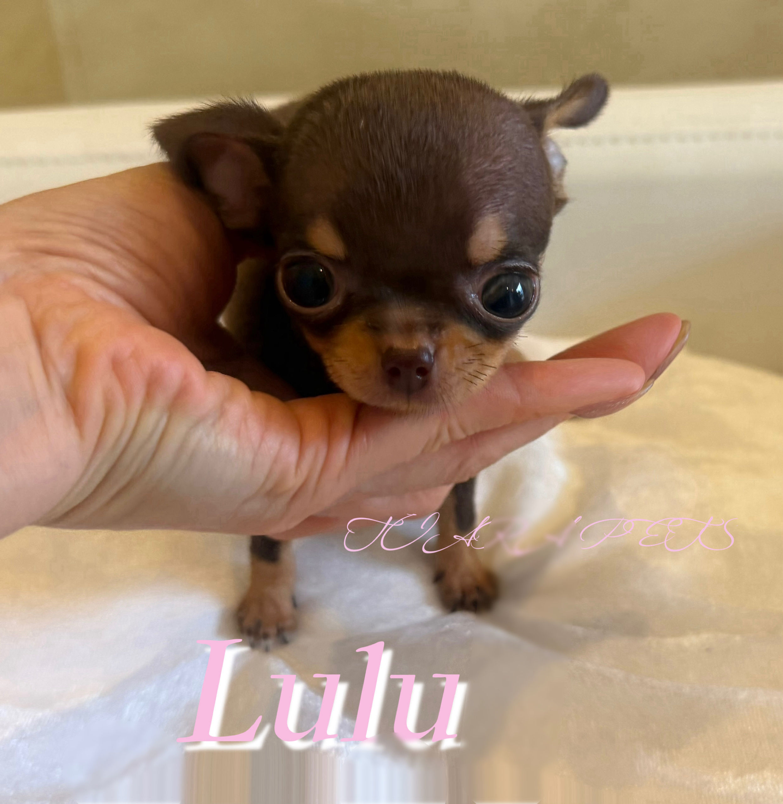 LULU Super Micro Teacup Chihuahua