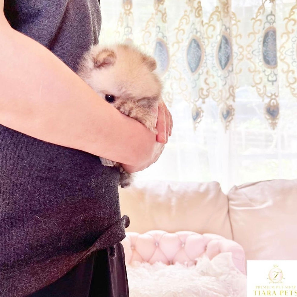 サムネイル： MOCO Micro Teacup Pomeranian