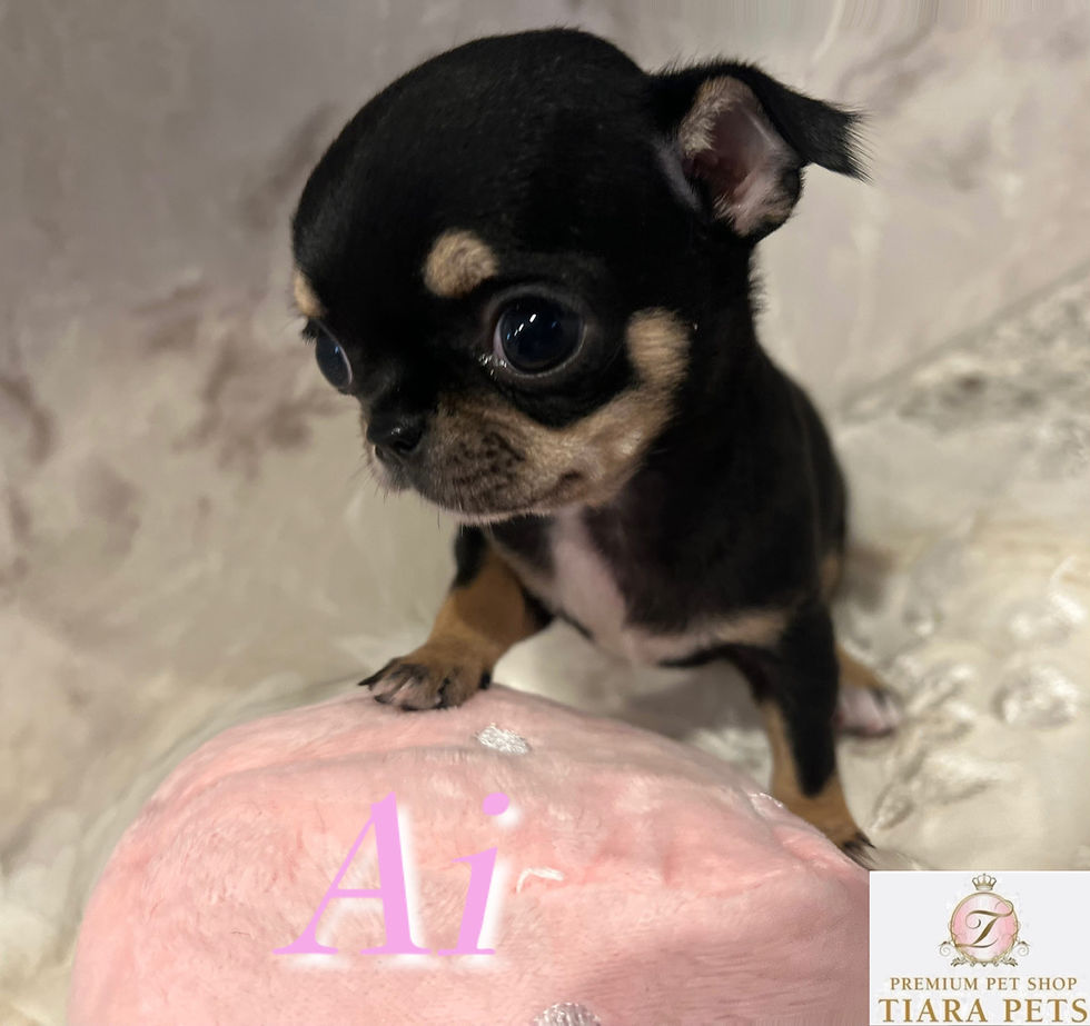 Imej kecil: AI Micro Teacup Smooth Chihuahua