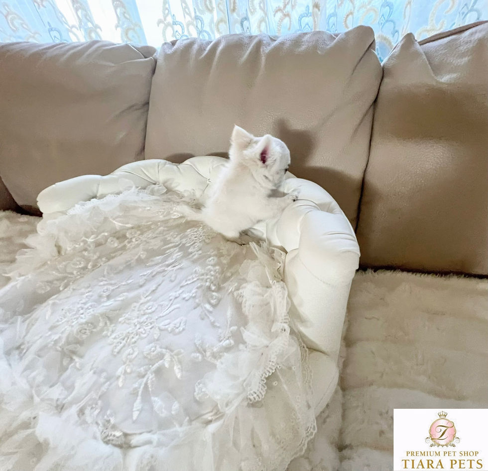 Miniatura: HINATA Micro Teacup Chihuahua