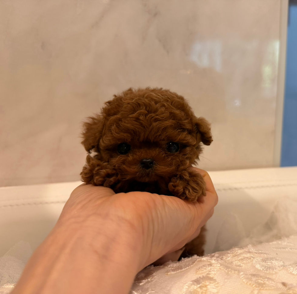 Thumbnail: ANGE Royal Micro Teacup Poodle