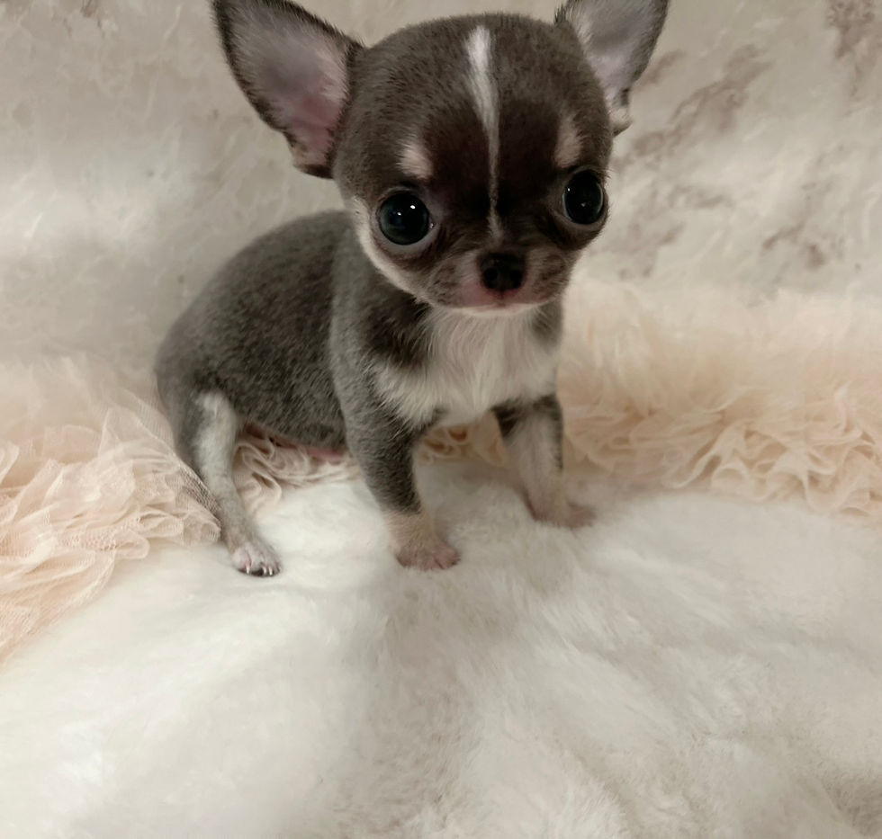 Miniatura: Aloha Micro 〜Teacup Smooth (blue-white) Chihuahua