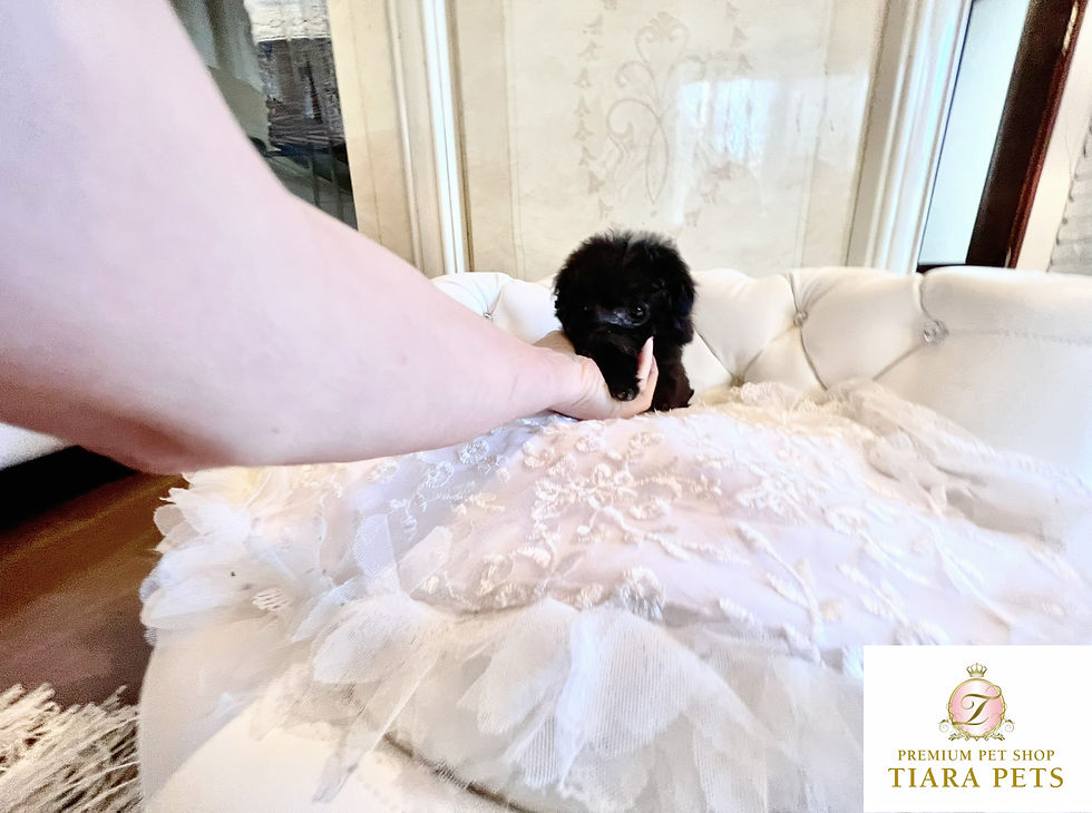 Miniaturbild: GINGA Micro Teacup Poodle