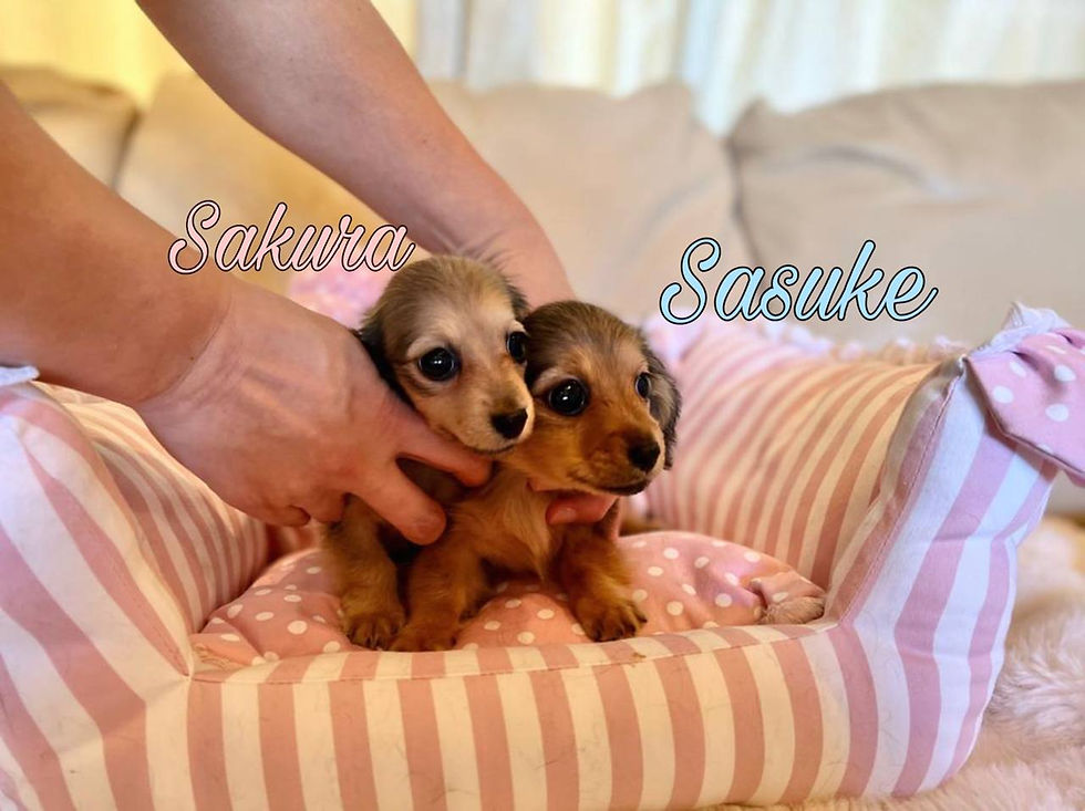 Miniatura: SASUKE Mini Dachshund