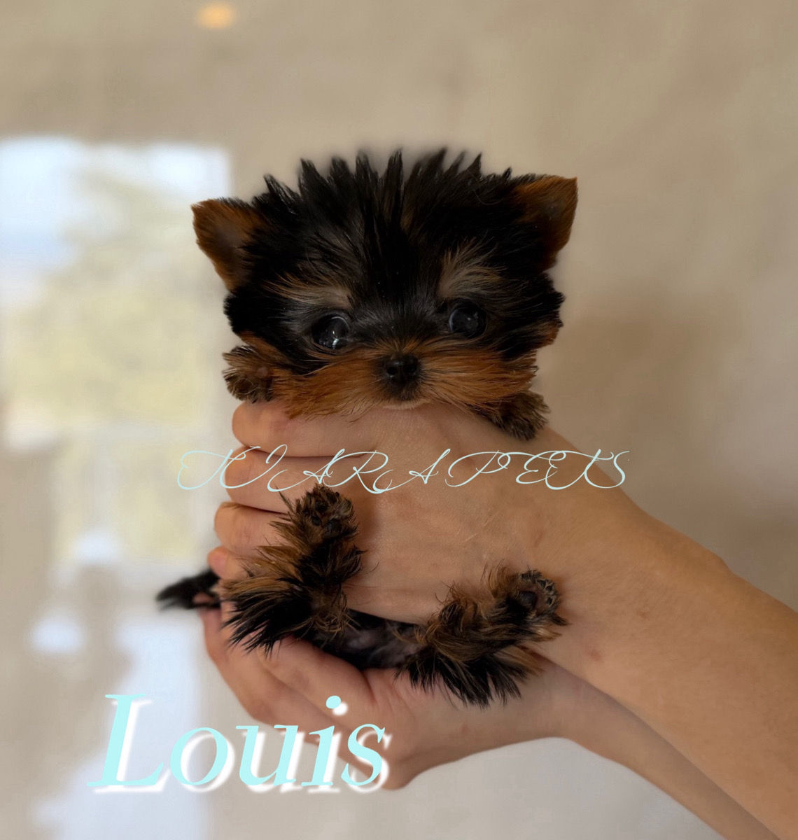 Louis Micro Teacup Yorkshire Terrier