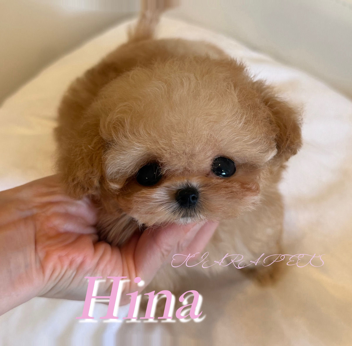 HINA Royal Micro Teacup Poodle