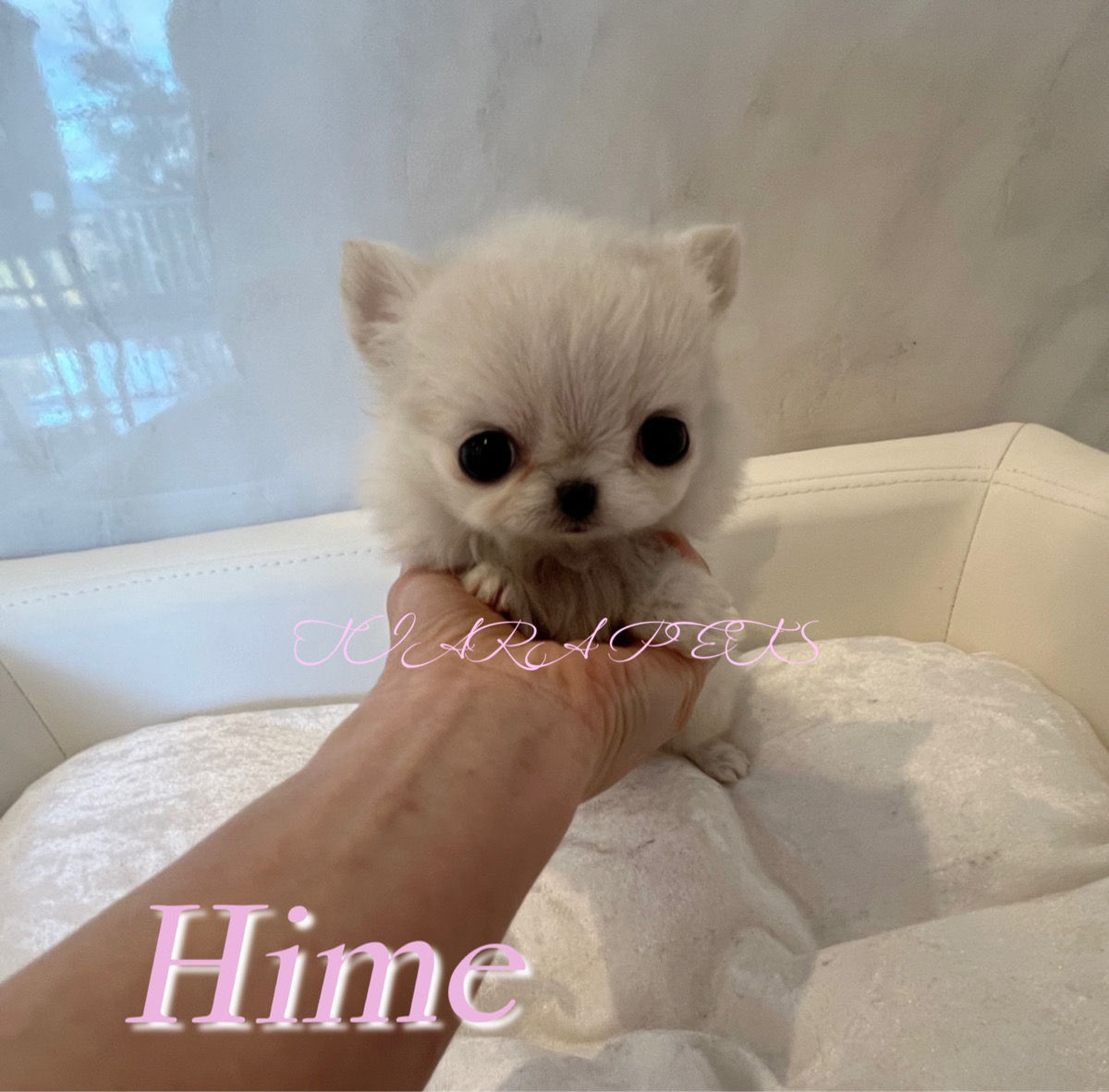 HIME Micro Teacup Chihuahua