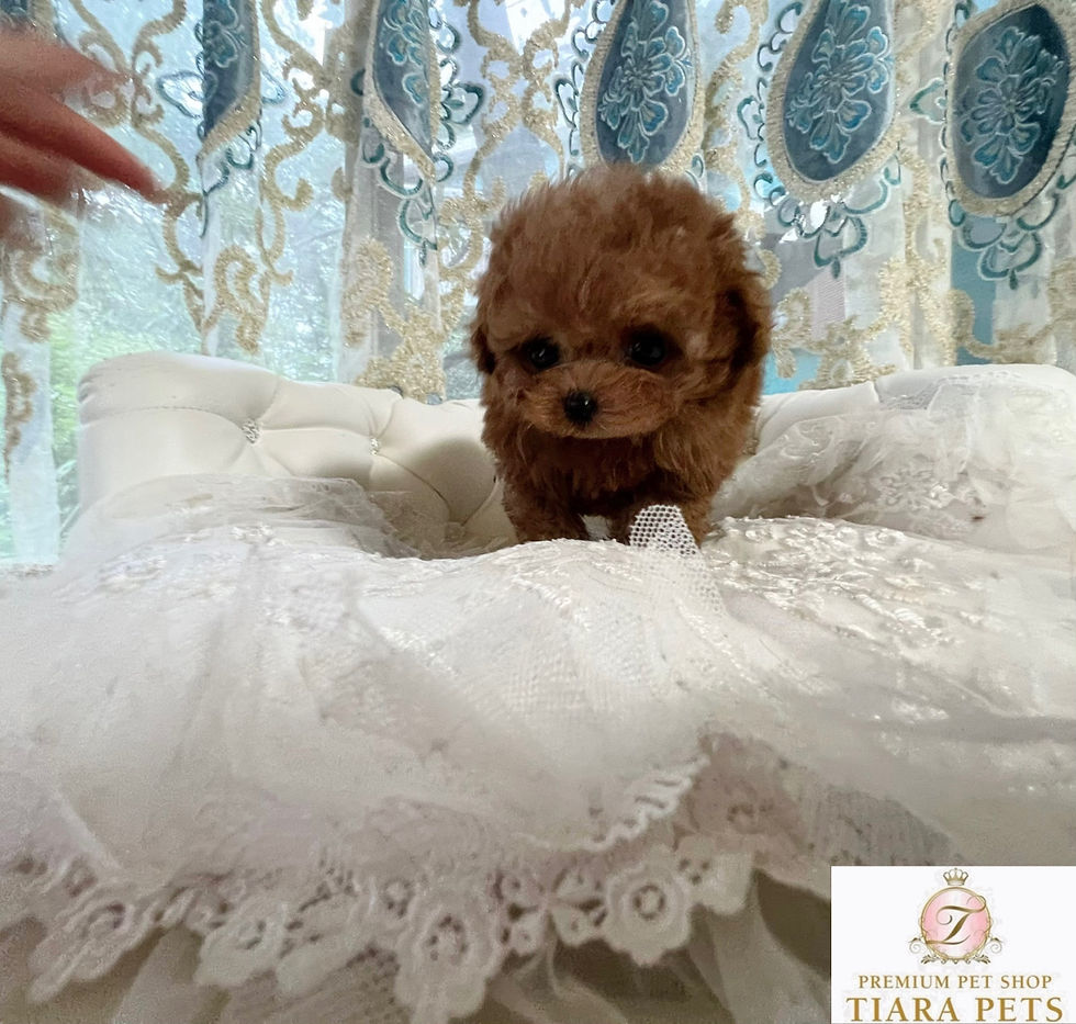 Imej kecil: MARRON Micro 〜 Teacup Poodle
