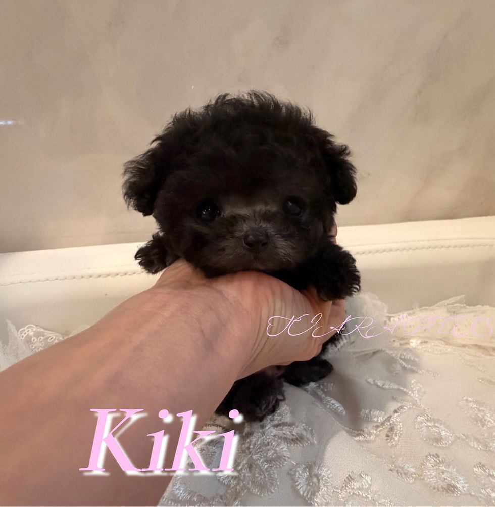Thumbnail: KIKI Royal Micro Teacup Poodle