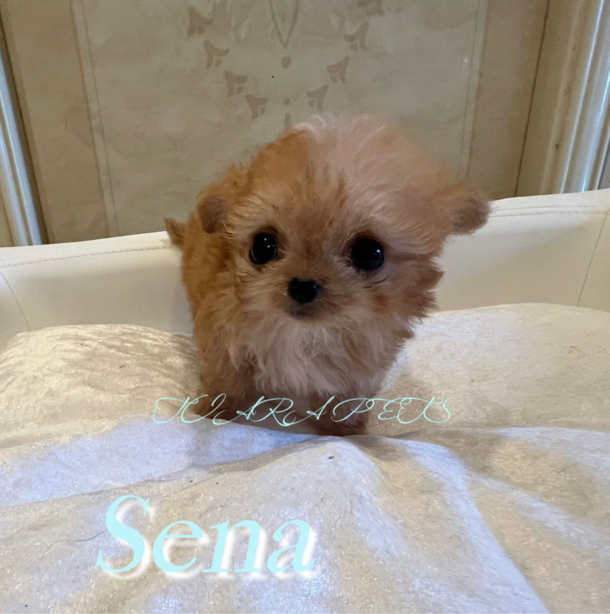 SENA Micro Teacup Chipoo