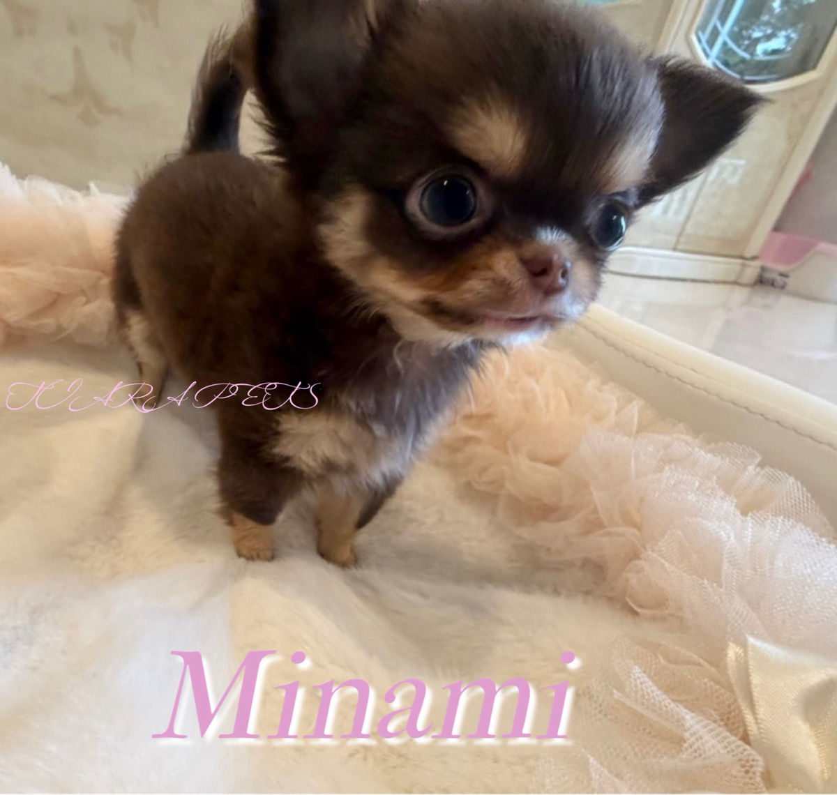 MINAMI Micro Teacup Chihuahua