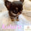 Imej kecil: KOHARU Micro Teacup Chihuahua