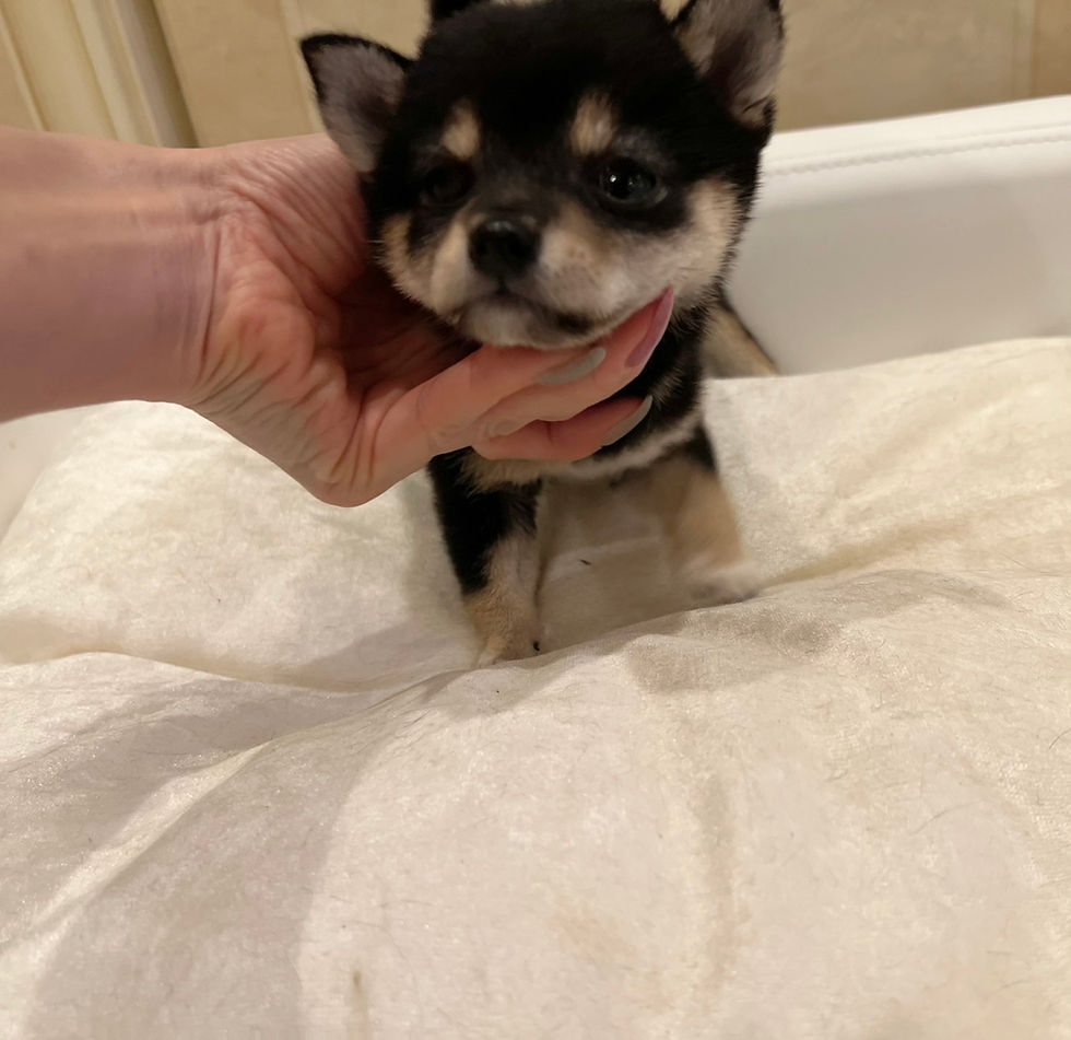 Thumbnail: ASUKA Mame Shiba