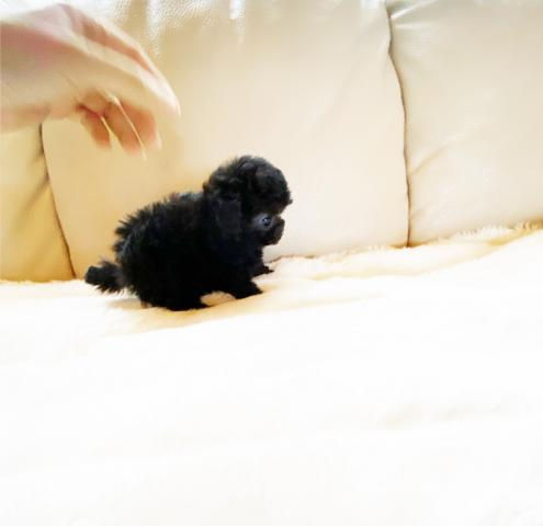 Miniature : NOEL Micro teacup poodle