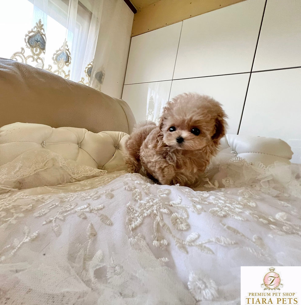 Thumbnail: NANA Teacup Maltipoo