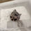 サムネイル： GINGA Micro 〜 Teacup Chihuahua