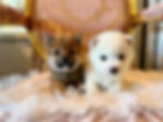 Thumbnail: MAI Shiba Inu