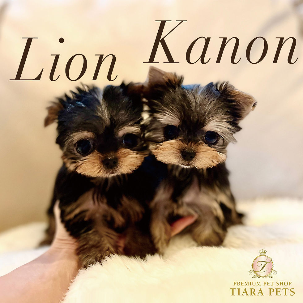 Imej kecil: KANON Teacup Yorkshire terrier