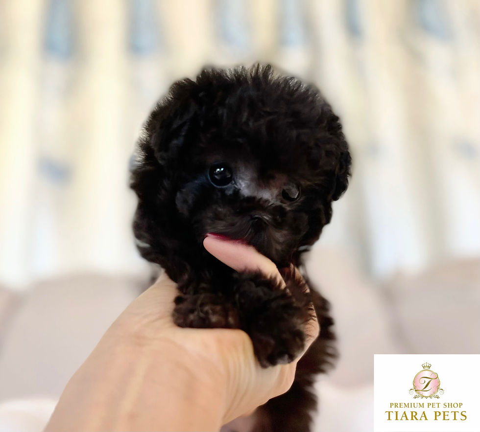 Imej kecil: GINGA Micro Teacup Poodle