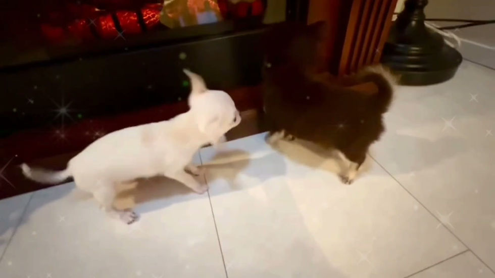 Thumbnail: YUKIMI Micro~Teacup Smooth Chihuahua