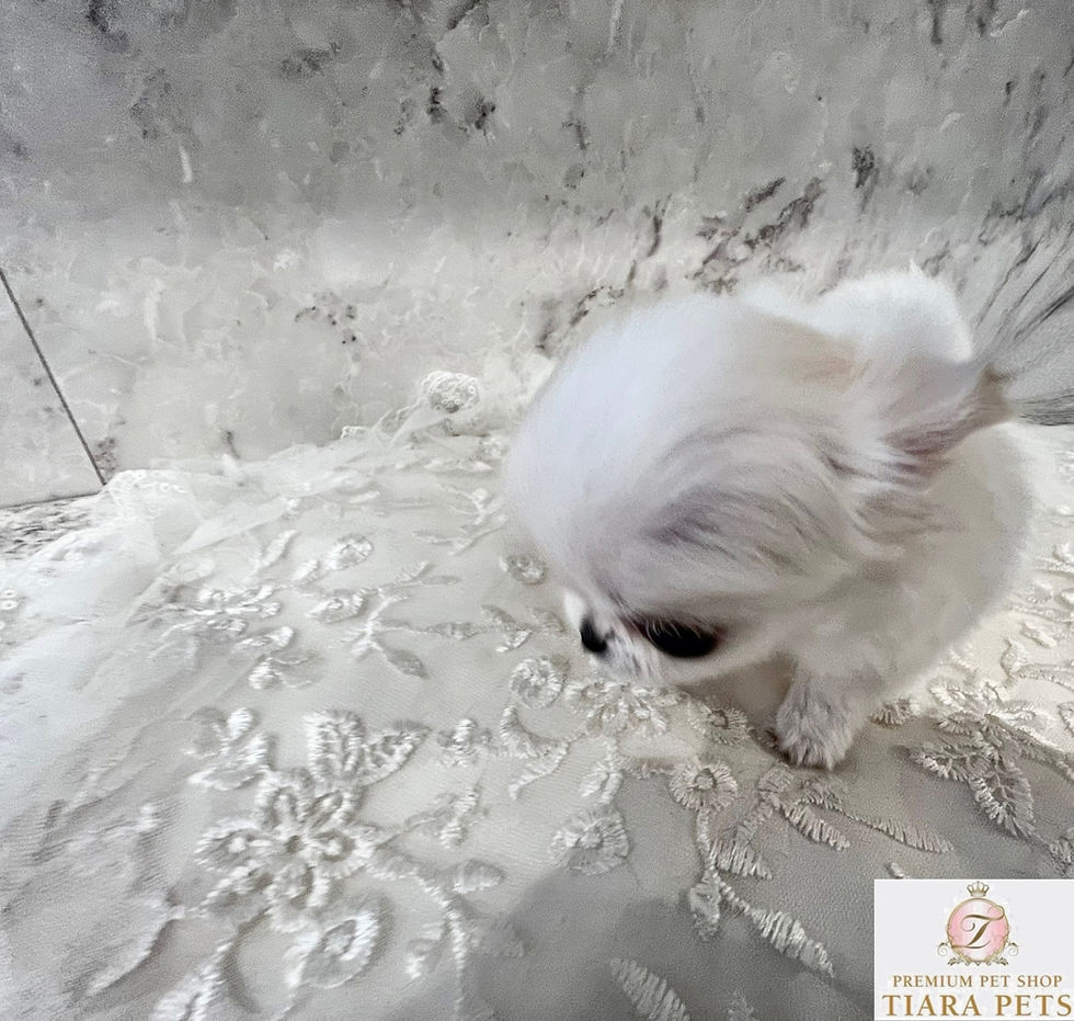 Miniaturbild: KOYUKI Micro Teacup Chihuahua
