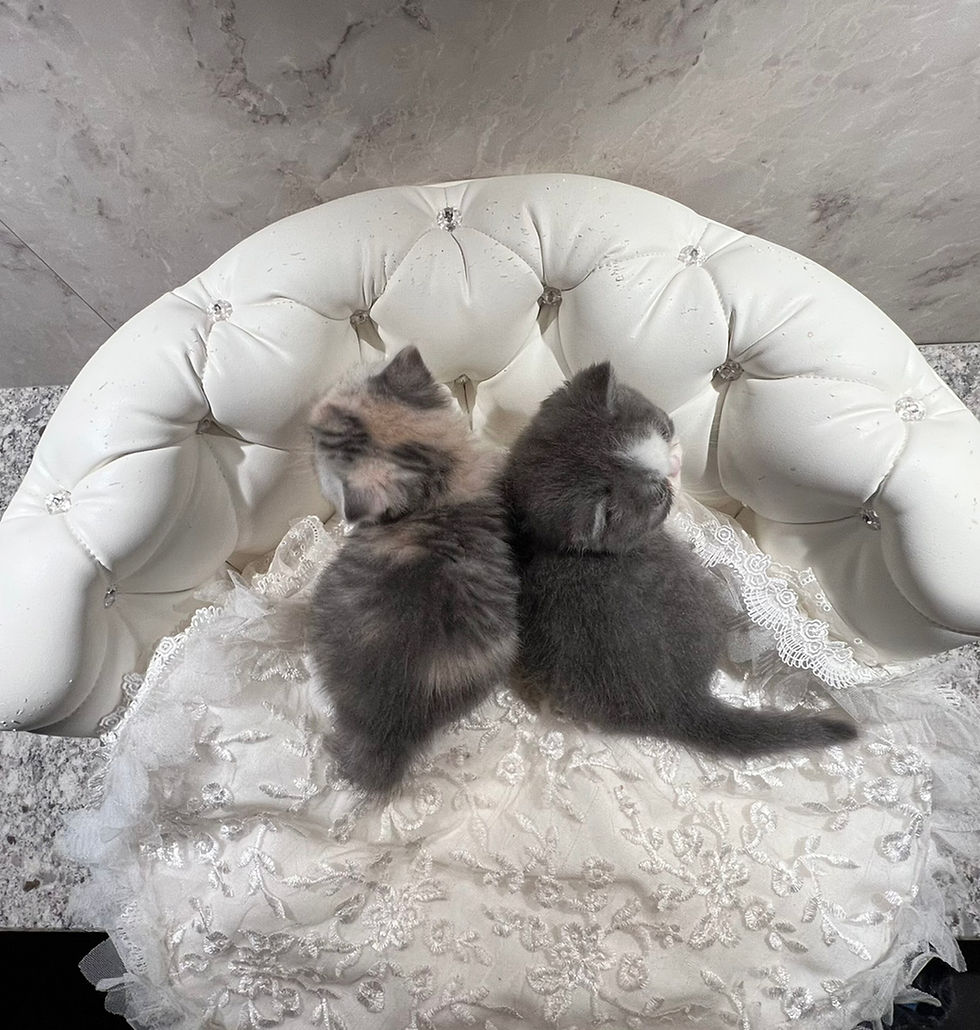 サムネイル： YUI Exotic short hair