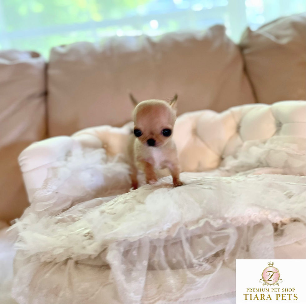 Miniaturbild: ICHIKA Micro Teacup Smooth Chihuahua