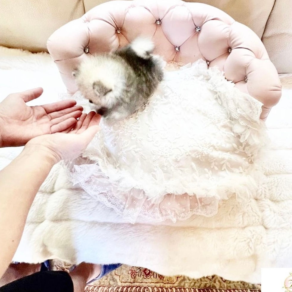 Miniatura: MOCO Micro Teacup Pomeranian