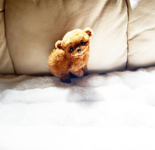 Miniatura: PARIS Micro Teacup Poodle