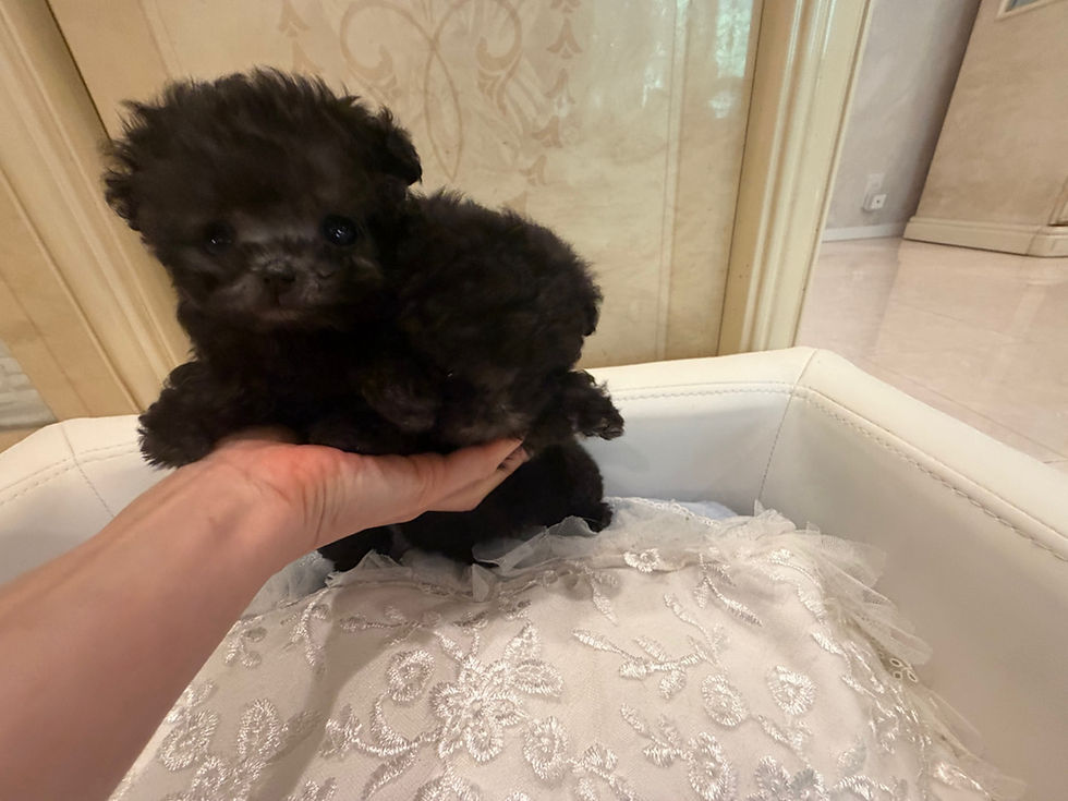 Thumbnail: LALA Micro Teacup Poodle