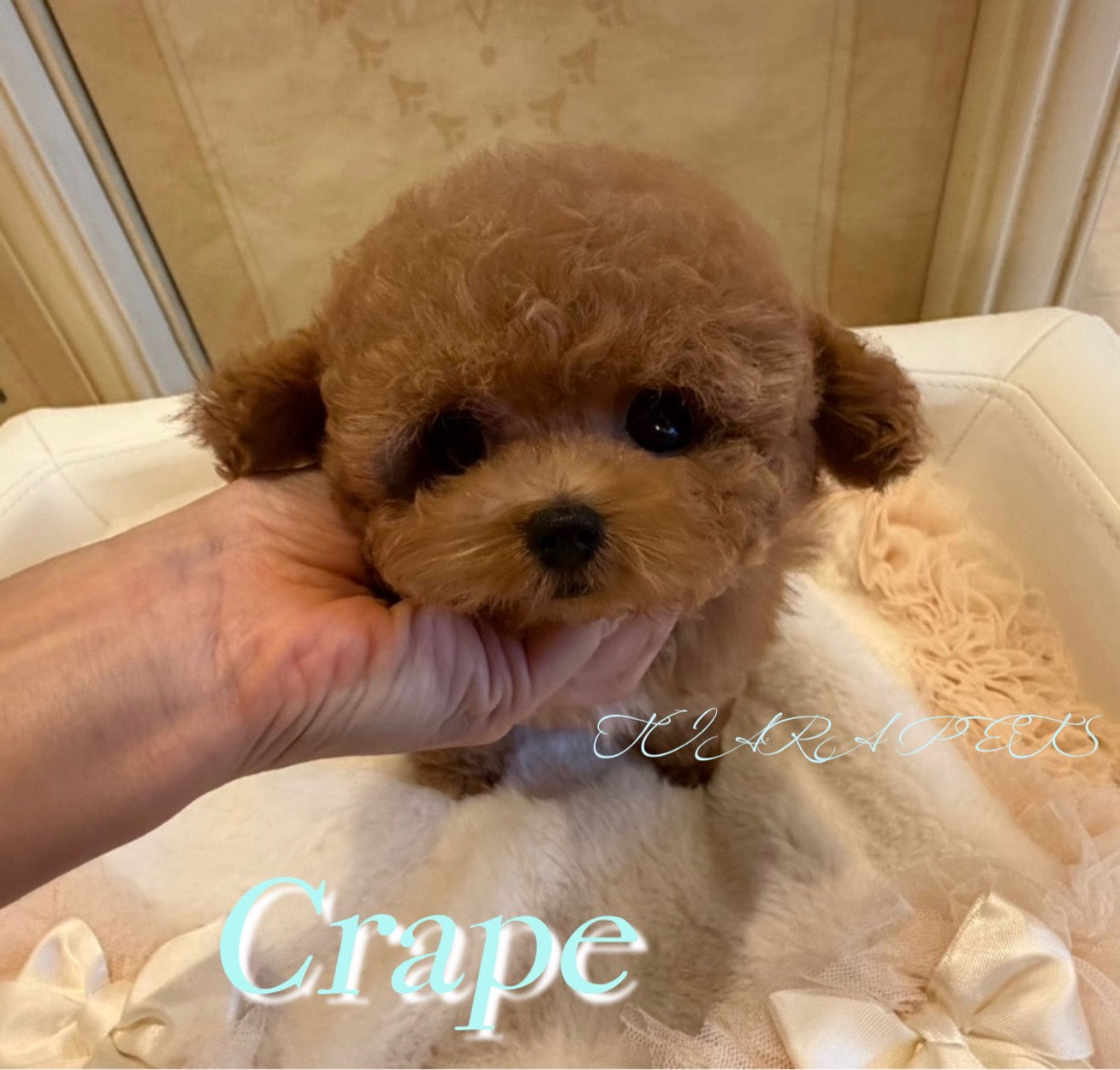 CRAPE Teacup Poodle